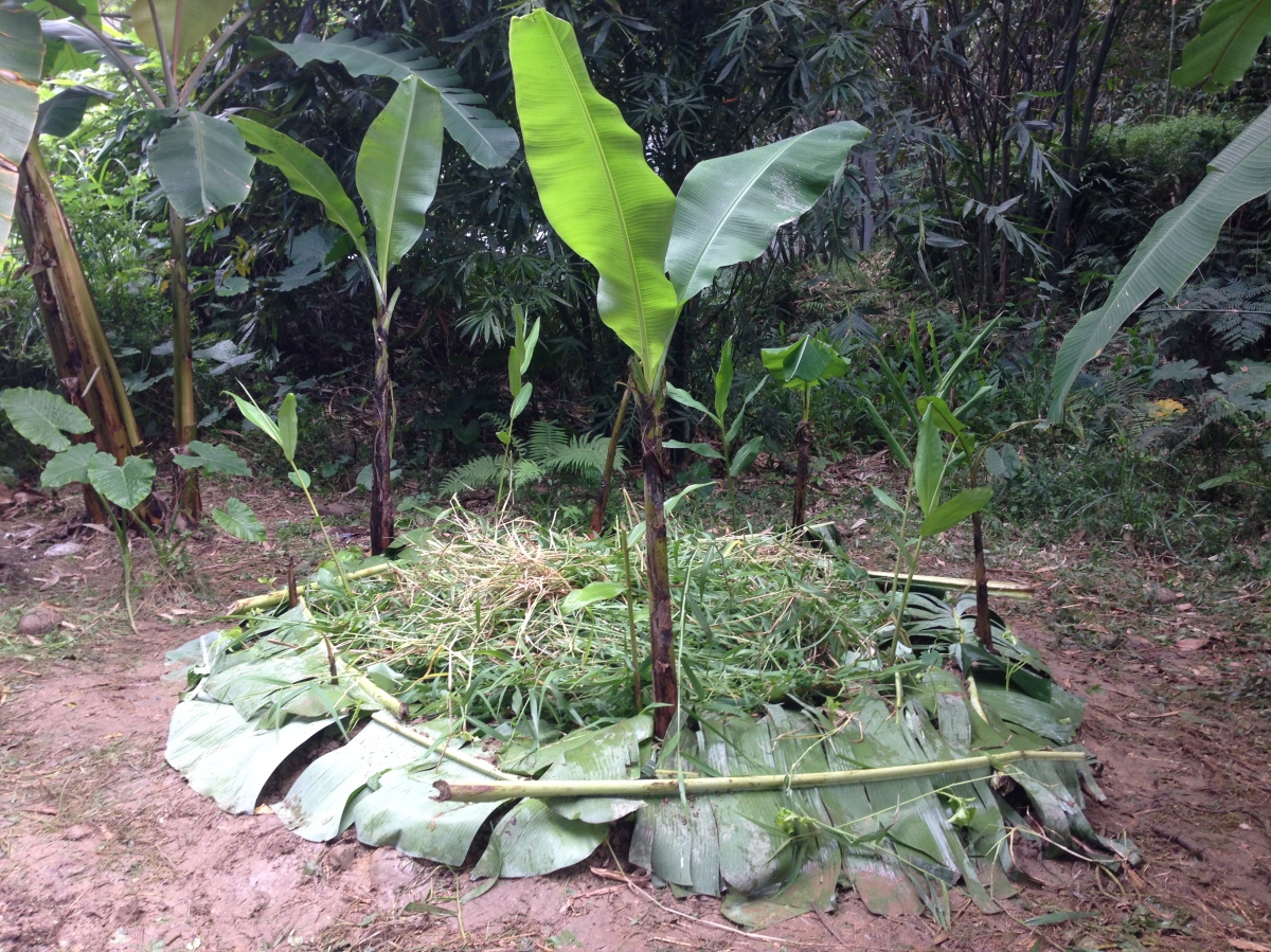樸門農法 – 香蕉圈